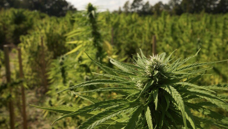 W_Vapes's tweet photo. Happy #NationalFarmersDay πWe appreciate you π
#wvapes #vape #thisismyw #justhitit #cannabiscommunity #cannabis #weed #marijuana https://t.co/ACiSMreWrj