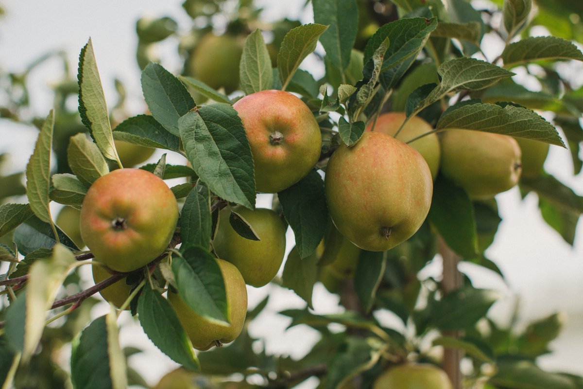 PoupartProduce's tweet photo. It's #BuyBritishDay! As it's the best time of the year for British apples, we are going to leave this picture right here for inspiration... https://t.co/D5ujbKjim4