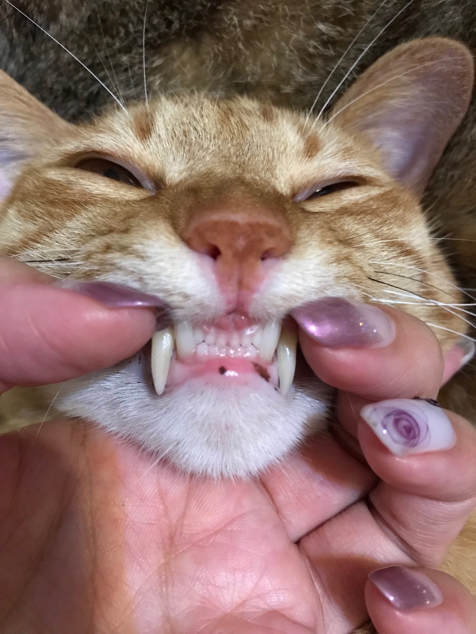 あず 歯列矯正リテーナー戦士 No Twitter 猫は歯並びが良くてイイなぁ 前歯出てないよ 歯列矯正 猫 あず 歯列矯正リテーナー戦士 No Twitter 猫は歯並びが良くてイイなぁ 前歯出てないよ 歯列矯正 猫