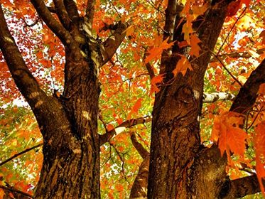 City_of_Roanoke's tweet photo. Bill Flynn shared these fall colors. https://t.co/V8UrrdN1K3