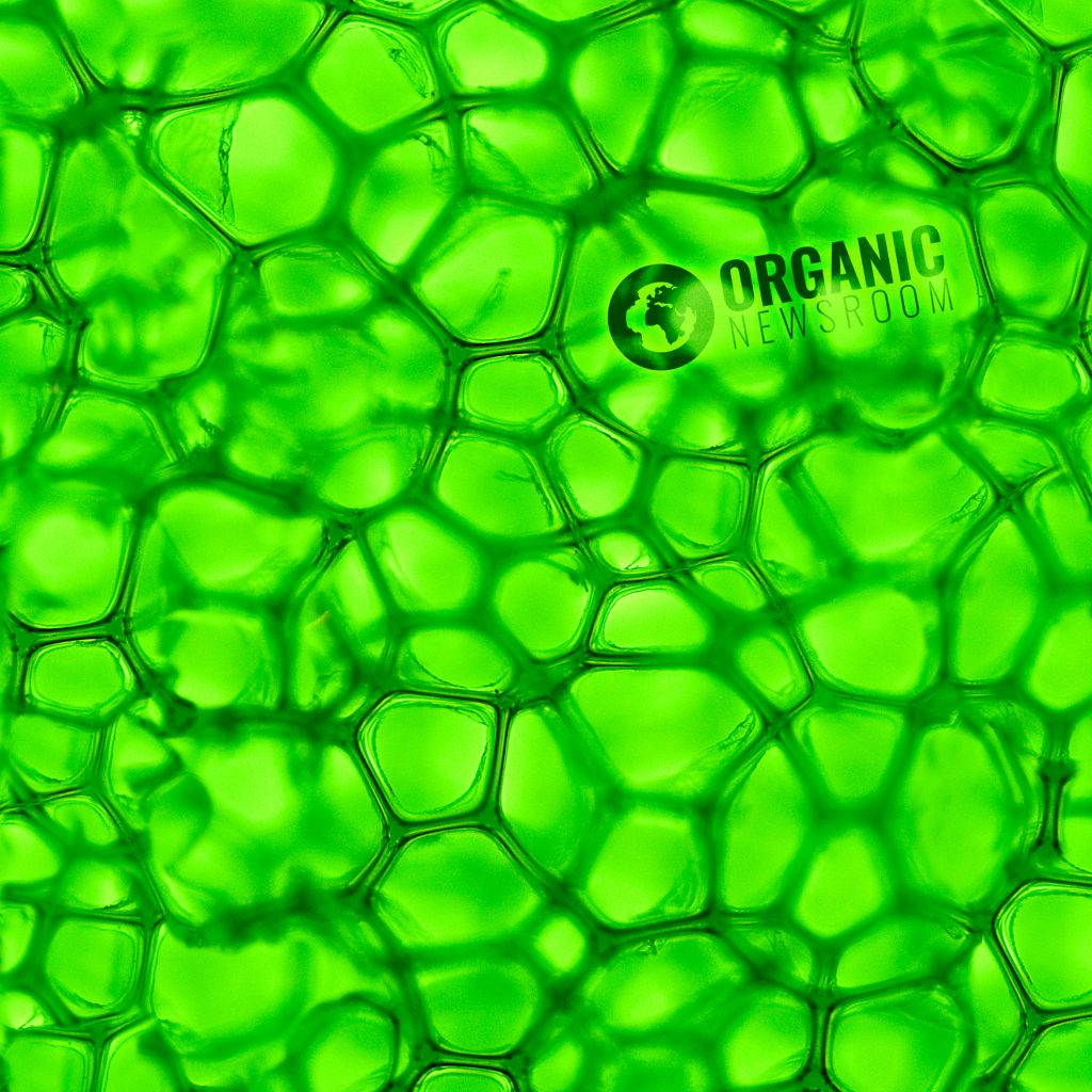 Do Plant Based #StemCells Offer Any Benefits? Get the Facts: bit.ly/2yfbxlO #Science #Health