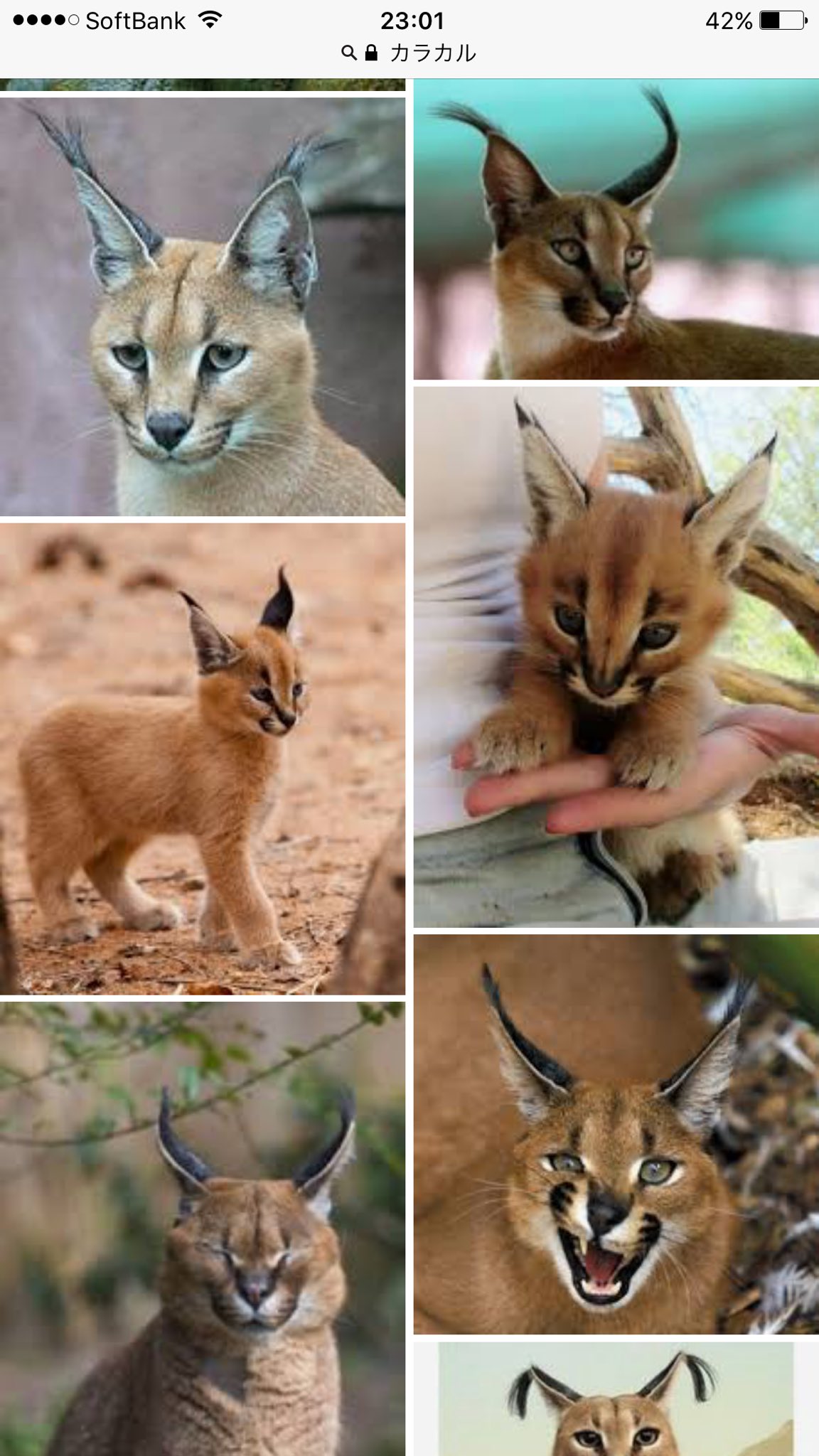 画像 カルカラ 動物 人気のhd壁紙 画像 カルカラ 動物 人気のhd壁紙