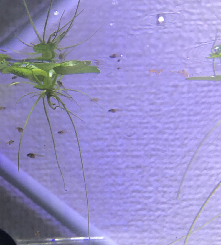 ベタの 稚魚に与えられるエサの量について 稚魚が泳ぐときはどんな時 熱帯魚ベタの飼育辞典