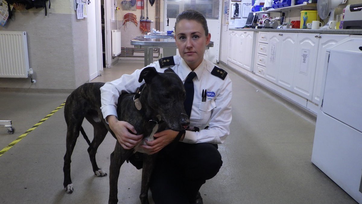 lancstelegraph's tweet photo. Investigation launched after a dog with 'horrific' injuries was tied to a tree and abandoned https://t.co/kxOKQDDI29 https://t.co/HrDCyWZhIA