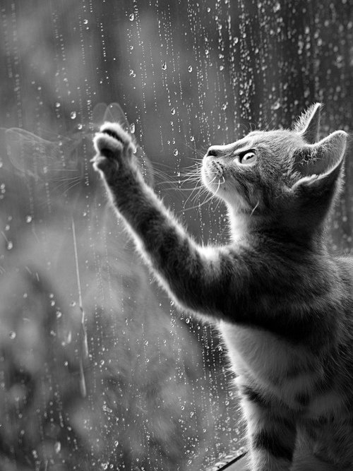 NattyMore's tweet photo. Buen día! super tarde... #colgue
#BuenJueves 🌧️🌧️☔️☔️
Me gusta la lluvia pero me hace pensar mucho en vos... https://t.co/UDMdQxXrRA