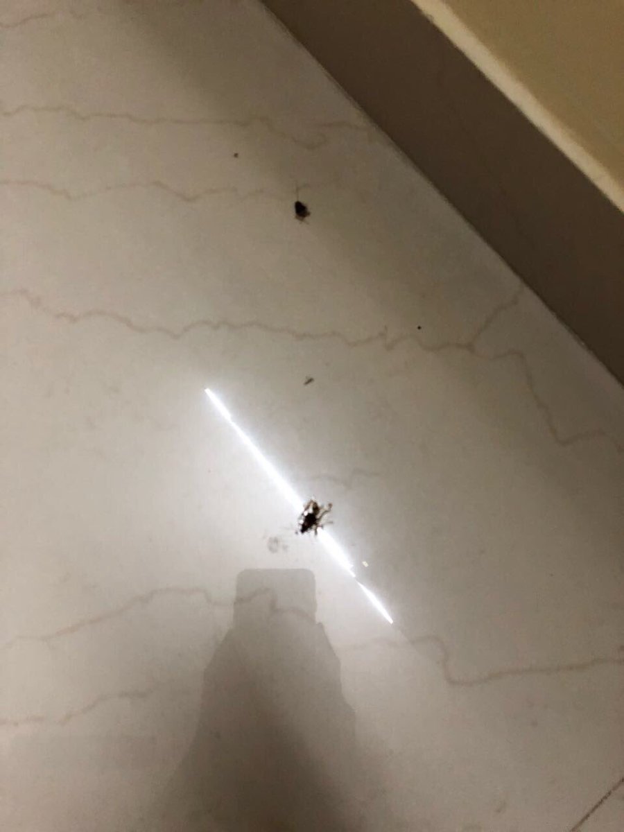 sanjsam90's tweet photo. @TeamZefo #zefochasetowin the only thing being chased are these disgusting cockroaches you sent me. #neveragain #worstbuyever https://t.co/cKnKkYuKbX
