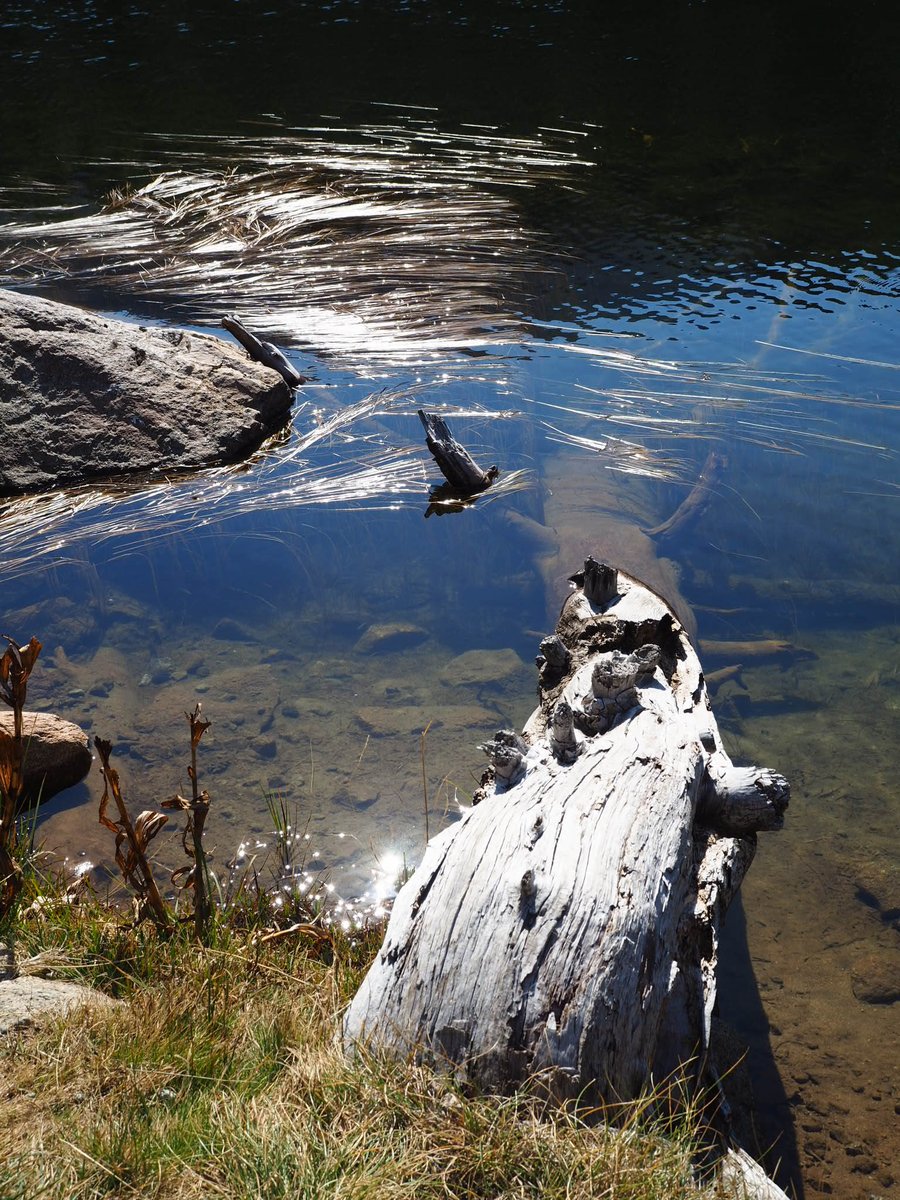 flamisella's tweet photo. Estany de la Pera #Perafita #Cerdanya #Muntanya #tots4 https://t.co/BzVl3jpy21
