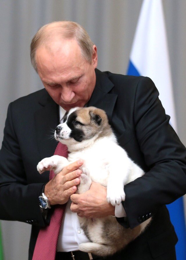 jeannesmith1's tweet photo. @PutinRF_Eng The President and the Puppy Dogs civilise us & give us companionship unconditional love,loyalty trust devotion... #respect4dogs https://t.co/sy0FOvtRm9
