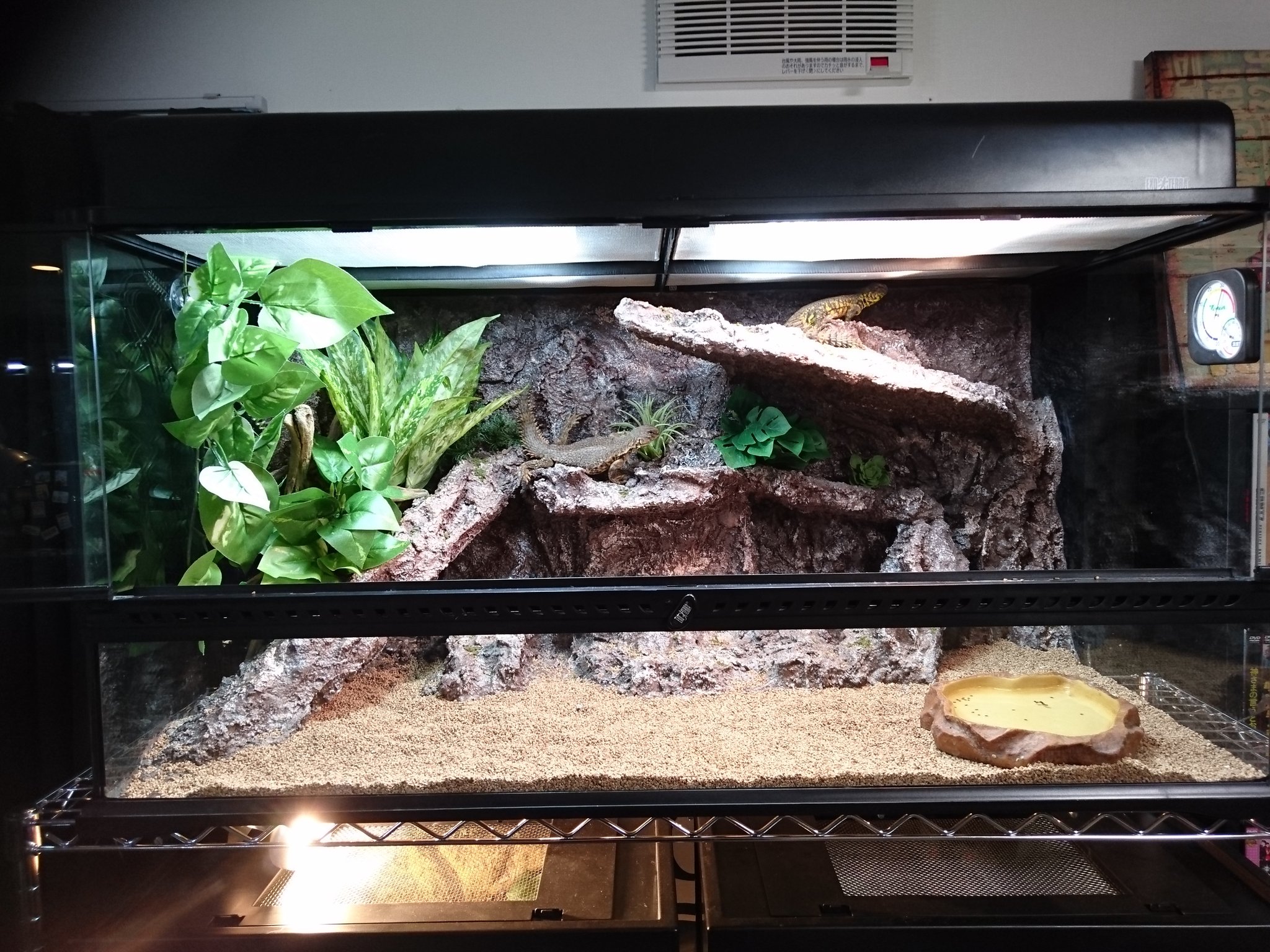 Ken ゲイリートゲオアガマ飼育環境 グラステラリウム9045 前に レオパちゃん達がいたケージです この広さで 2匹では寂しいので 一緒に飼える子を 探します O ゲイリートゲオアガマ グラステラリウム Ken ゲイリートゲオアガマ飼育環境 グラステラリウム9045 前に レオパちゃん達がいたケージです この広さで 2匹では寂しいので 一緒に飼える子を 探します O ゲイリートゲオアガマ グラステラリウム