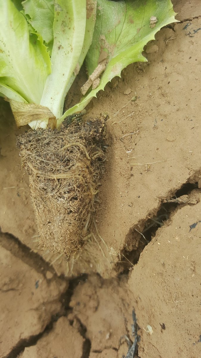 jorloan's tweet photo. Mirad como se aferra a la vida una plantita de lechuga que cayó al suelo. #agriculture #letucce https://t.co/Jyk5V9UHZQ