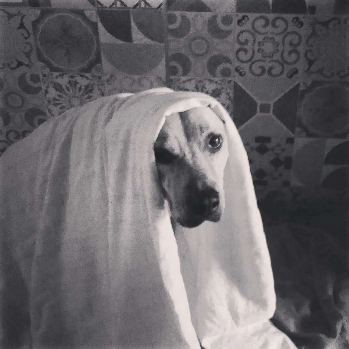 diegobittenco's tweet image. Malditos fogos que alegram e assustam!
radiocatarinense.com.br/index.php/2017…