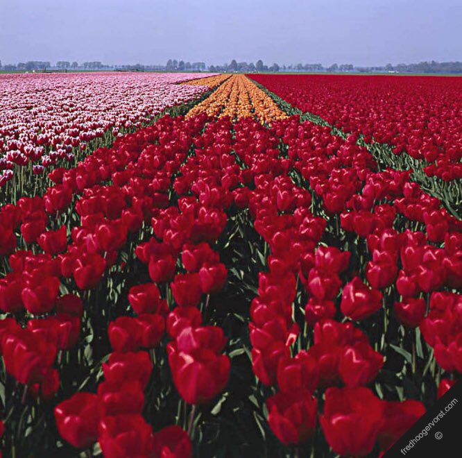 NLinZimbabwe's tweet photo. NL horticulture is an international leader in flowers, plants &amp; bulbs open 2 partnerships 4 Zim economic growth @ZimTradeAlerts @PUM_nl https://t.co/mUhNJVyCKE