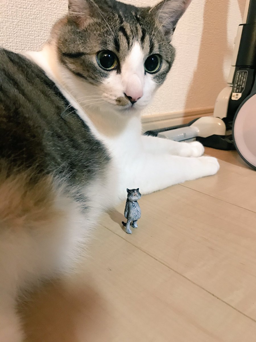 bongeshiki1's tweet photo. うちの猫出来た。
「花助」
#シネマ選手権 https://t.co/uumAGn5MTr
