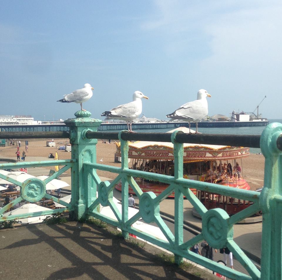 JustinLloydEA's tweet photo. We'd miss them really! Even if they do wake us up every morning. #Naturalalarmclock #WhatmakesBrighton #Loveourcity https://t.co/gjWMrR2J10