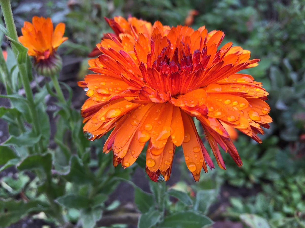QuaveEthnobot's tweet photo. Beautiful morning tour of the Herb Garden at @CUintheGarden ! https://t.co/iXlABTMp2k
