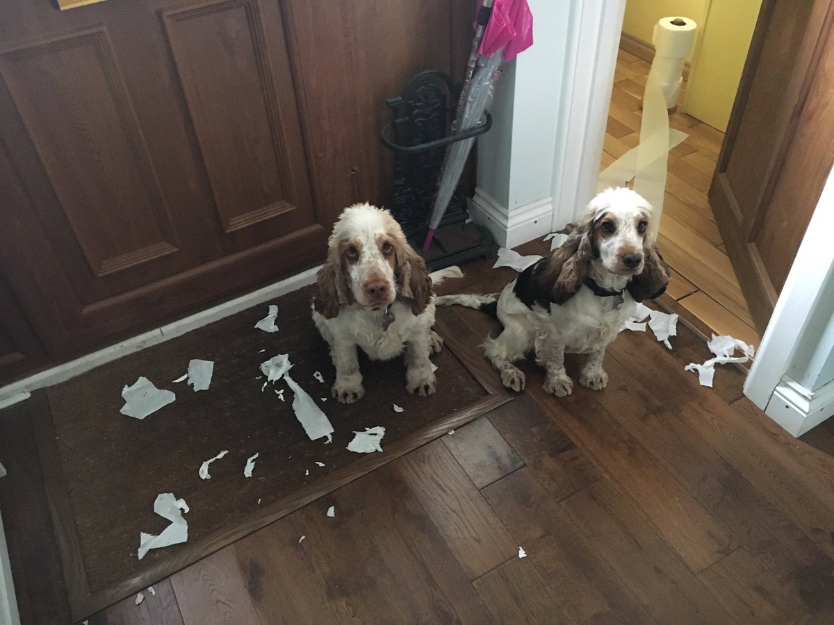 Spaniels258's tweet photo. It wasn't us us dad, it must've been the Andrex puppy! #andrex #puppy https://t.co/A1gD0y2TEQ