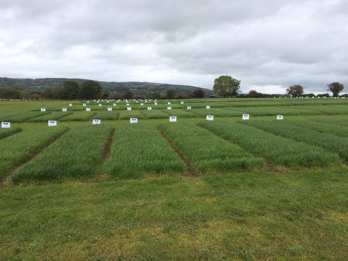 staples_jimmy's tweet photo. Attending the @PVR_org Herbage tour @ Tops Farm in Raphoe with @DLF_IRL  @DLFGrassBreeder @DLF_Didbrook @DLFSEEDS_UK https://t.co/N0Gz3ZiwUH