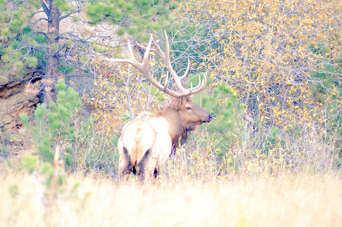 gderifield's tweet image. Bigbull @tree_todd @ld_field @USMCDevilDog69 @DJSpennyD @cdgdfield