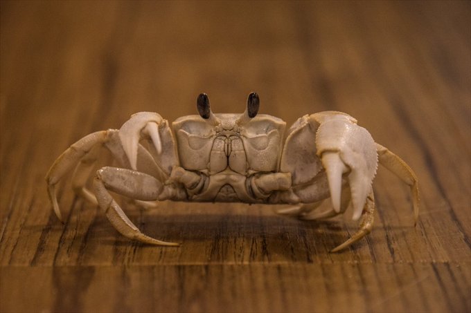 ミナミスナガニ 2017年10月 挟まれるも外傷はなし
ただし鋏脚の先が尖っているため非常に痛い 