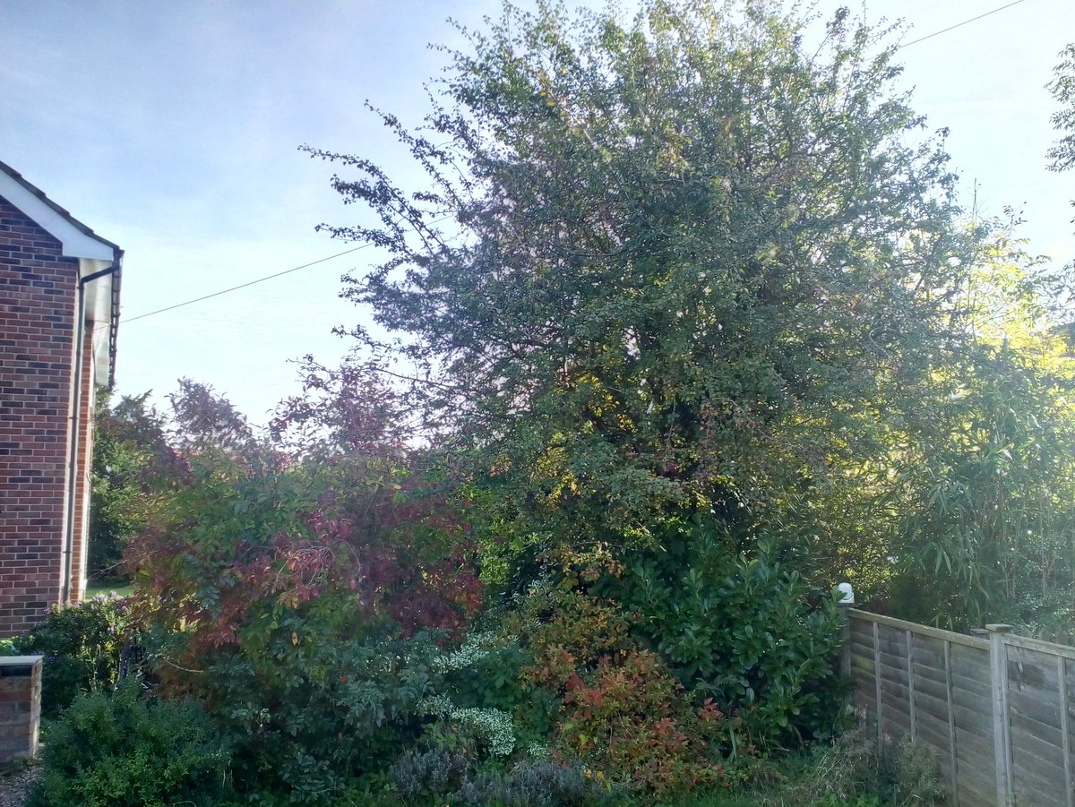 Tidy_Trees's tweet photo. Heavy prune on a #Hawthorn and some shrub &amp; Conifer trimming in #RadcliffeOnTrent #Nottingham #Tidytrees #NottinghamTreeSurgeon https://t.co/ZwEZdskjvw