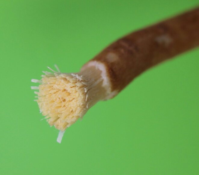 savoirfairdhier's tweet photo. Racines fraîches avec du goût 
16cm à côté de ce qui se fait 14cm généralement 
#sunnah #siwak #brushtooth #hygiènebucale #retourauxsources https://t.co/F5bYT8Q33M