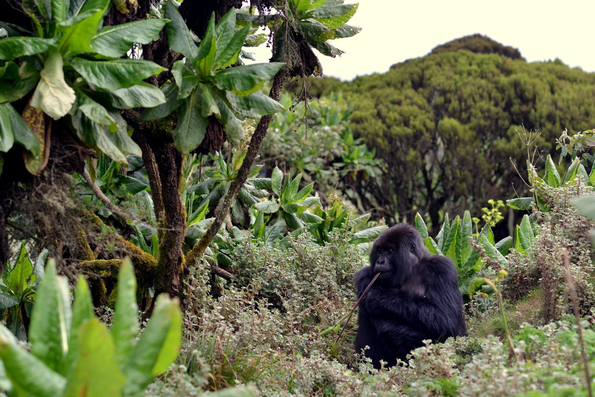 jordigalbany's tweet photo. Going to remote areas of the Volcanoes NP may be hard, but it allows you to see very well the gorillas… Here, female Mudakama in Kadende… https://t.co/D33daK61VP
