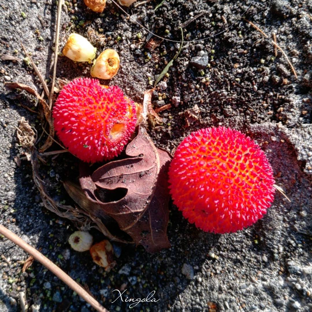 XingolaUsurbil's tweet photo. #Gurbitza (#Arbutusunedo) zuhaitza eta fruitua #garangorria, #Orio ko kostaldean...
#euskalherria #basquecountry https://t.co/jhoHe9o3v1