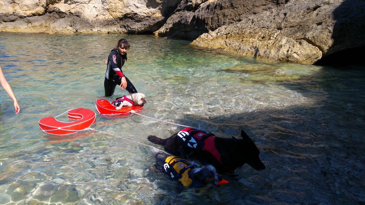 Vous cherchez un centre d'éducation et de loisirs? Découvrez Canélite à Bordeaux et à Toulouse 👉 goo.gl/DxvdG6 #chien <a href="/loisirs/">loisirs</a>