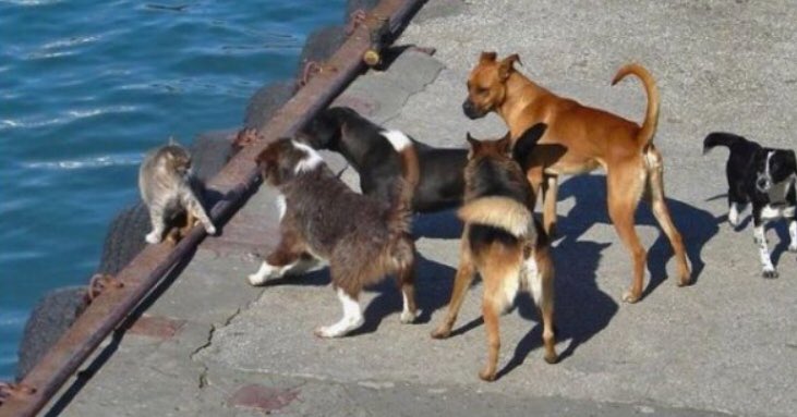 Things don’t always go as planned. Do u just abandon it? Nope, u turn &amp; face ur problems. So it goes with true grit leadership. Go Kitty Go!