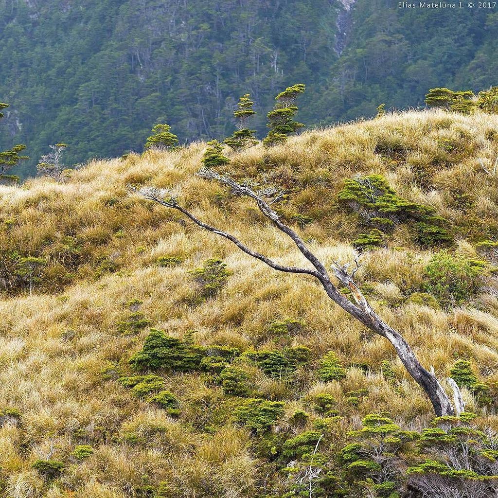 AChilepoh's tweet photo. 📷 @elias_mateluna - Coigüe de Magallanes - Nothofagus Betuloides #parquesnacionales #chilegram #siguetuchile #naturephotography #chilegra… https://t.co/qCu8MMq21s