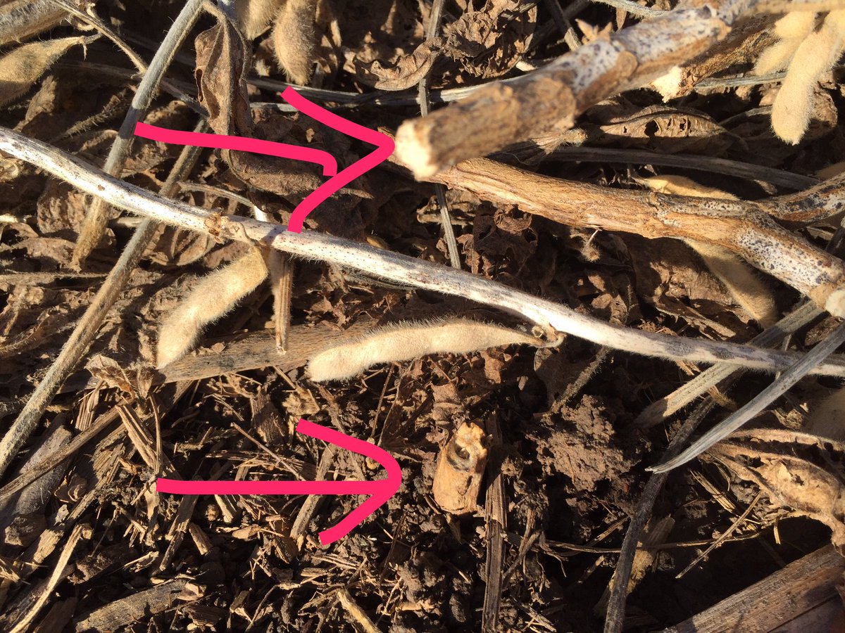 TheCornProphet's tweet image. Soybean lodging from Dectes Stem Borer showing up with delayed #harvest17. Dig &amp;amp; split stumps of broken plants to find the culprit.