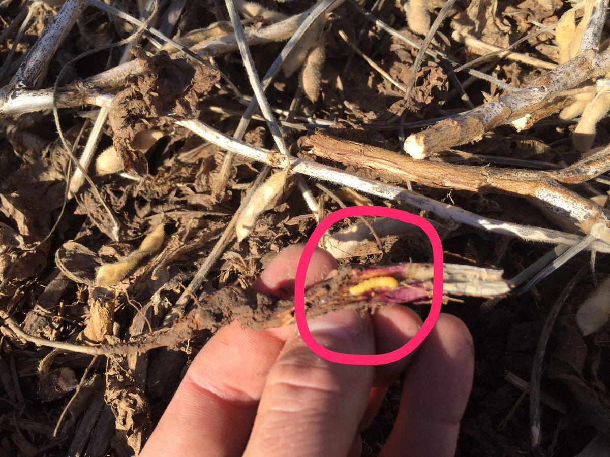 TheCornProphet's tweet image. Soybean lodging from Dectes Stem Borer showing up with delayed #harvest17. Dig &amp;amp; split stumps of broken plants to find the culprit.