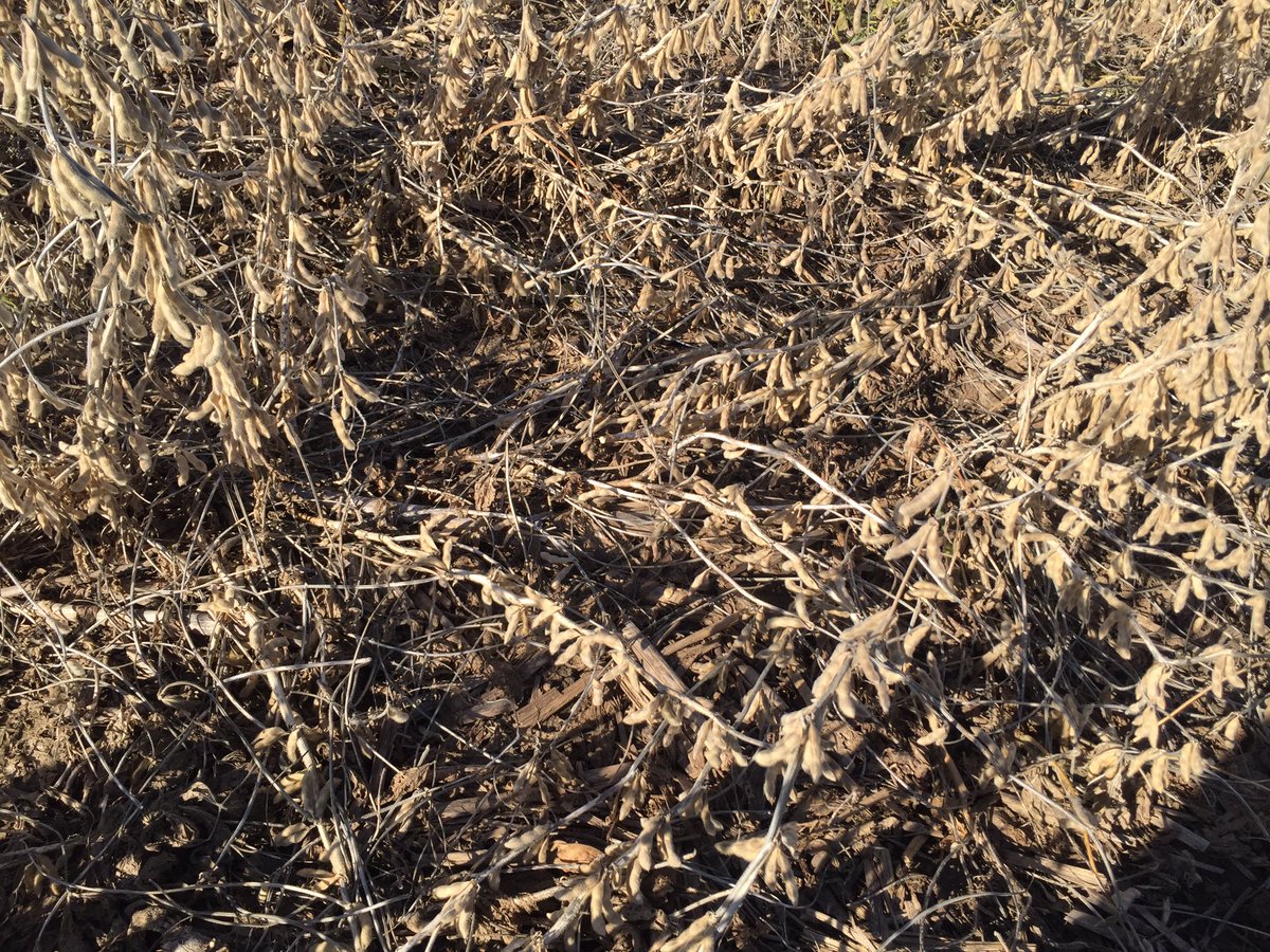 TheCornProphet's tweet image. Soybean lodging from Dectes Stem Borer showing up with delayed #harvest17. Dig &amp;amp; split stumps of broken plants to find the culprit.