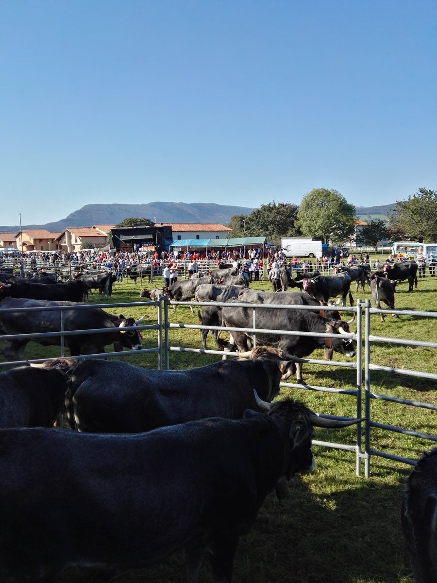 Enhorabuena ganaderos <a href="/aytocabezon/">Cabezón de la Sal</a>,Asociación Nacional de criadores de raza Tudanca,colaboradores,visitantes..un éxito la OLIMPIADA