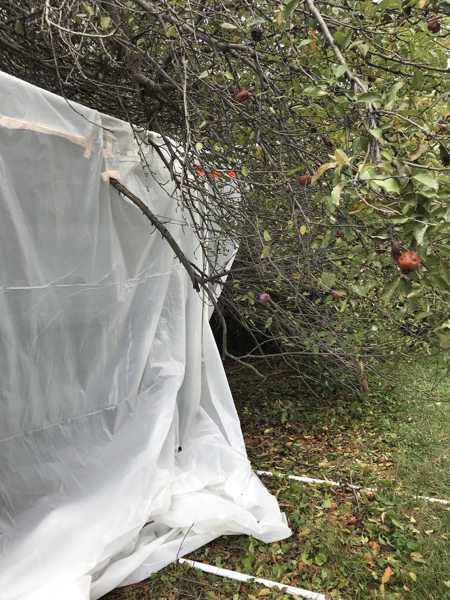 wiseflies's tweet image. Plastic sheeting, duct tape, and apple trees? For science, of course! (Temporary design to test it before permanent design!)