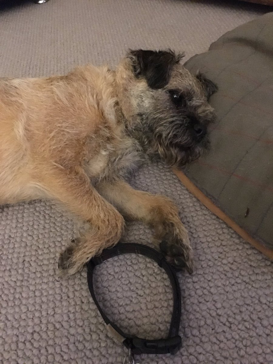 LifeLilster's tweet photo. I is so sad to read this story #collarsoffforrocco https://t.co/BdsuZdBfni