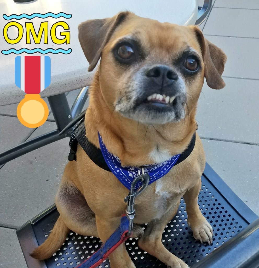 DoseOfDante's tweet photo. I'm ready to show off my #PupLife #Sk8rPuggle skills and help #LearnToEarn #SmallBiz with Internet Marketing Week pitches! I love #NJIMW2017 https://t.co/keZyVVTBk1