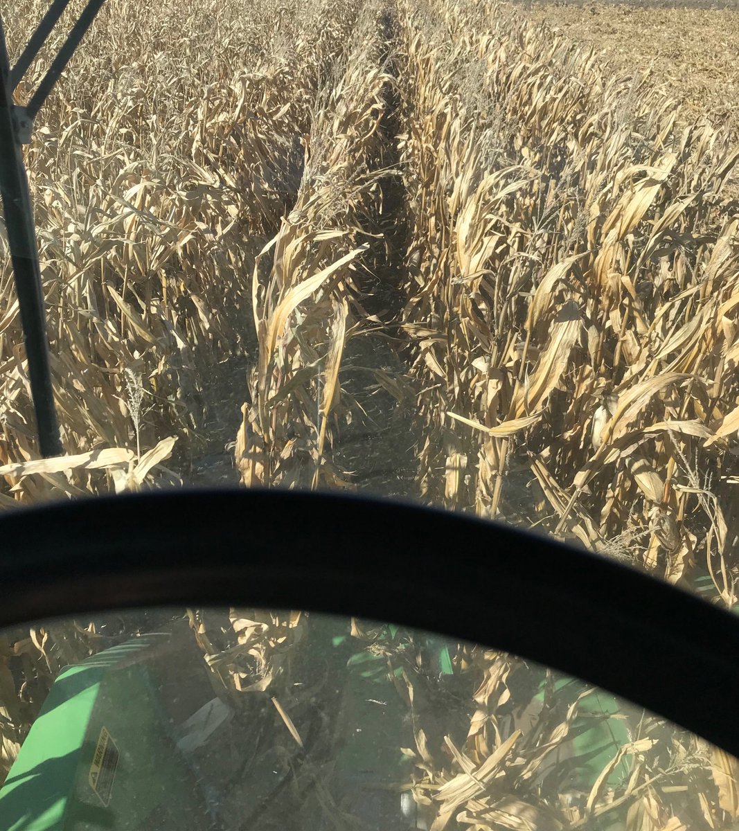 SDDEKALBASGROWA's tweet photo. #DEKALB DKC47-48 brand the top dog in the first corn trial out up North. DKC45-66 right there with it. https://t.co/ft5ZWhbeUL