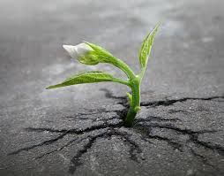 WebHydroponics's tweet photo. Make your plants concrete strong with our deal on Suite Leaf plant nutrients! https://t.co/utU1azWoQf https://t.co/6cbAvosKgd