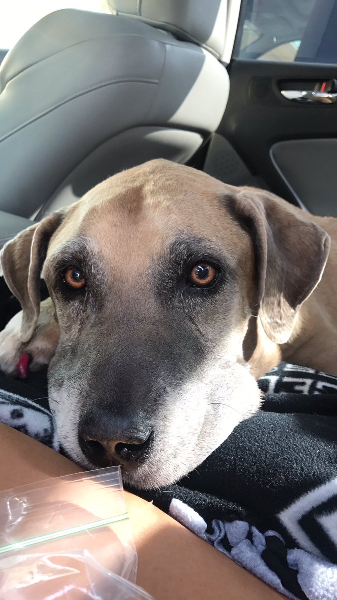 Emmanicole8_'s tweet photo. It was a good run Mel. The love u gave us was unconditional especially when we needed it most. I love u so much, Rest In Peace my big baby❤️ https://t.co/H26s8NkVaw