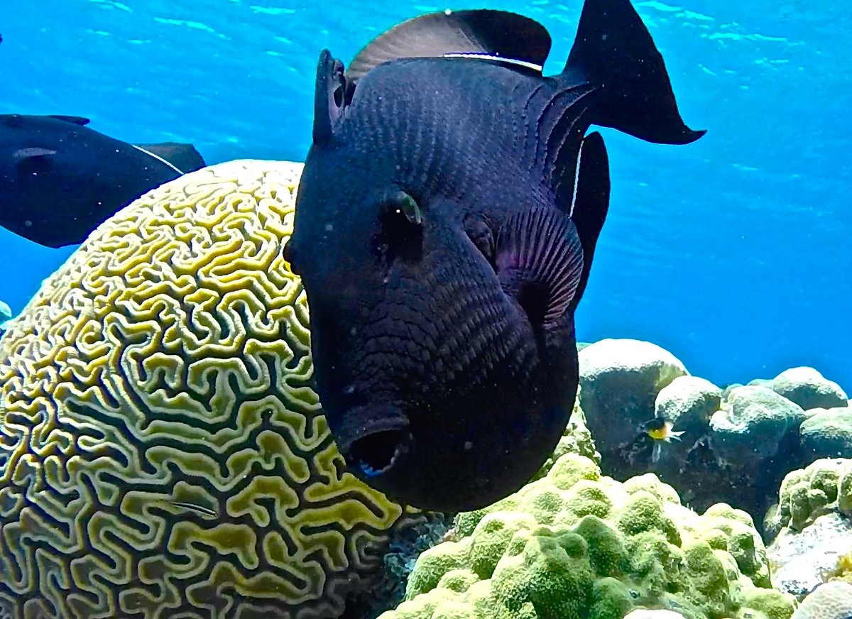 "Hello from the Ocean" ;) Just one word - Beautiful ! #GrandCaymanWater #Beautiful #Fish #IncredibleCayman <3