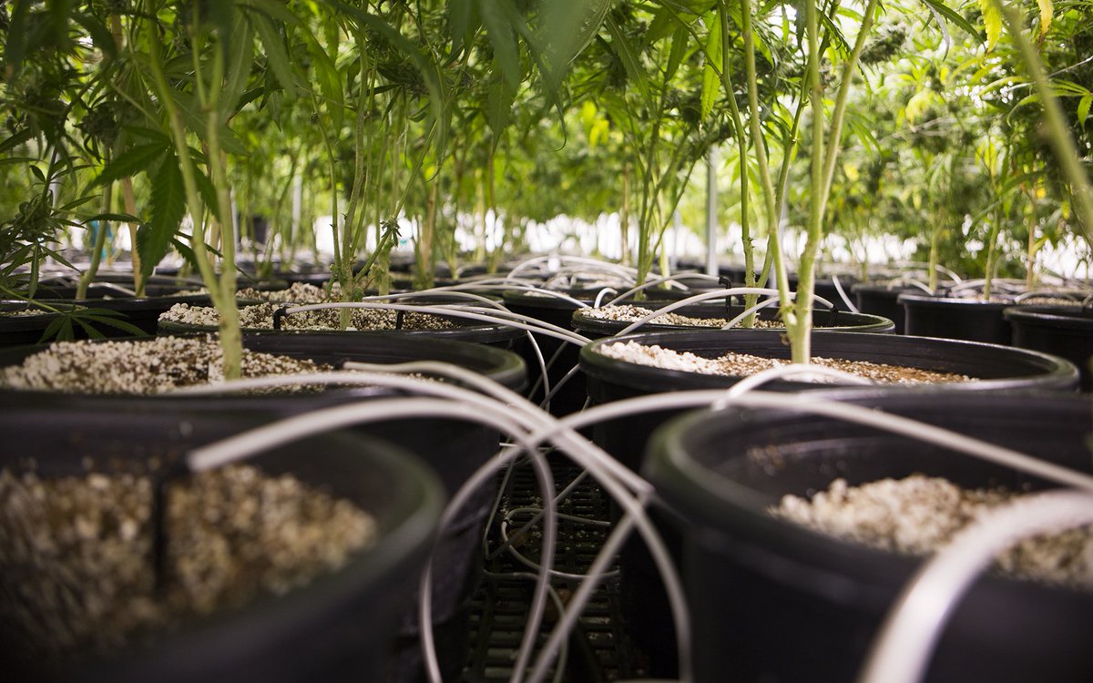 medicinalfeed's tweet photo. In Photos: Take a Trip Inside a Modern… https://t.co/fKbxsZu5LT #Cannabis_101 #Industry #general_hydroponics #growing_tips #photos https://t.co/2sqycH2k9E