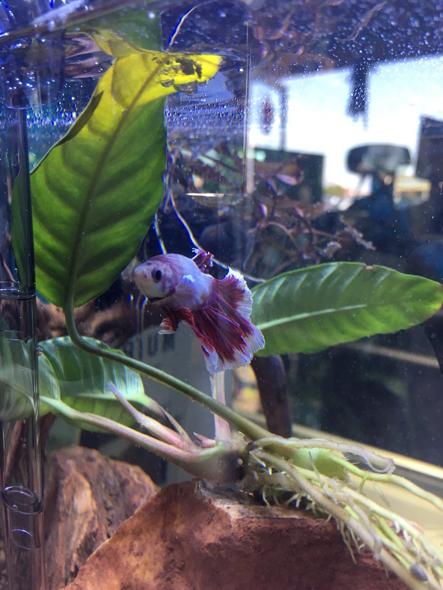 PetZoneSanDiego's tweet photo. Is it Friday yet? 

#petzonesd #betta #bettafish #plantedtank #lowtechtank https://t.co/HhWybqjSen