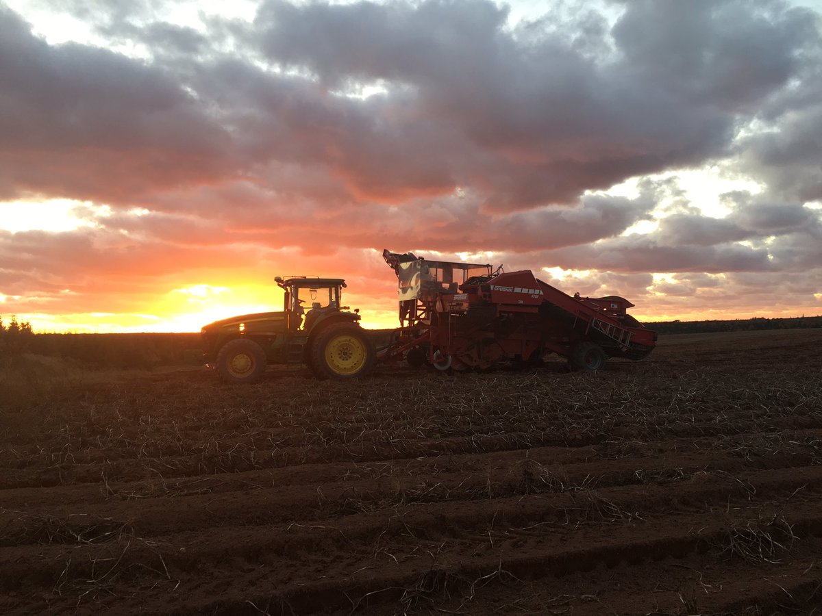 chadspud's tweet photo. Sun going down on another productive day of #harvest17. Digging spuds for @poutinerie today. @PEIPotatoes https://t.co/fKo0rxsiut