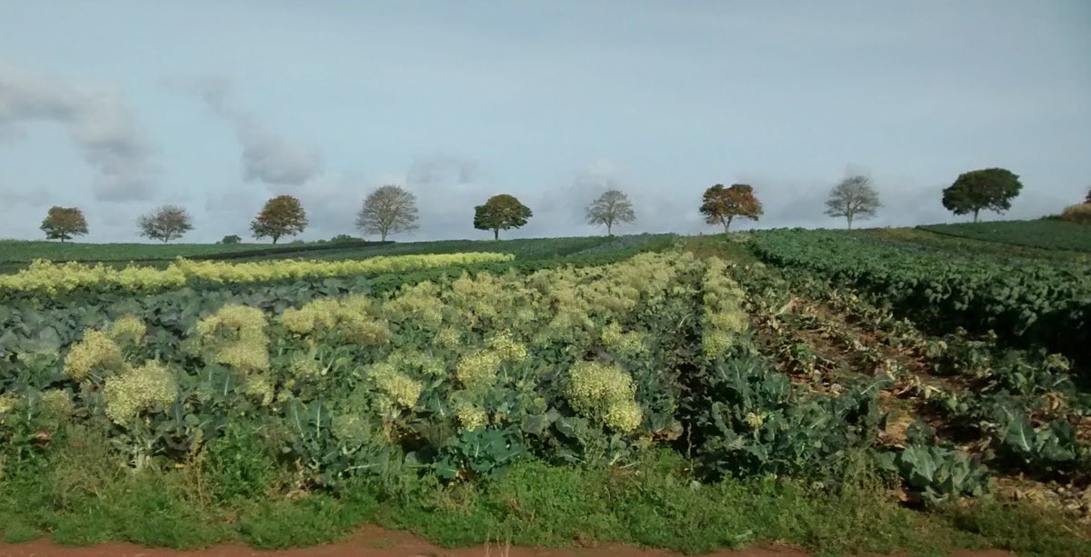 LowennaScott's tweet photo. It's just #cabbages https://t.co/V7xKDbD1iS