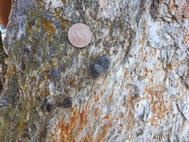 PetroMet's tweet photo. @Geol_Greenhead The quarter-sized mineral is a chloritoid porphyroblast in a phyllite. There's also garnet. #TeamPhyllite #RockCup https://t.co/V9kNj0rAmj