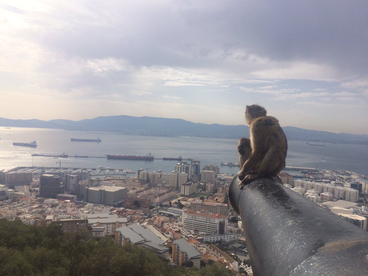 melero_8's tweet photo. Ya hasta un mono posturea!!! Tssss....🤦🏻‍♂️🤷🏻‍♂️🙊 #postureo #postureoanimal #AnimalesSueltos #animales #monisimo #monodivo https://t.co/Ey2IEX8e2R