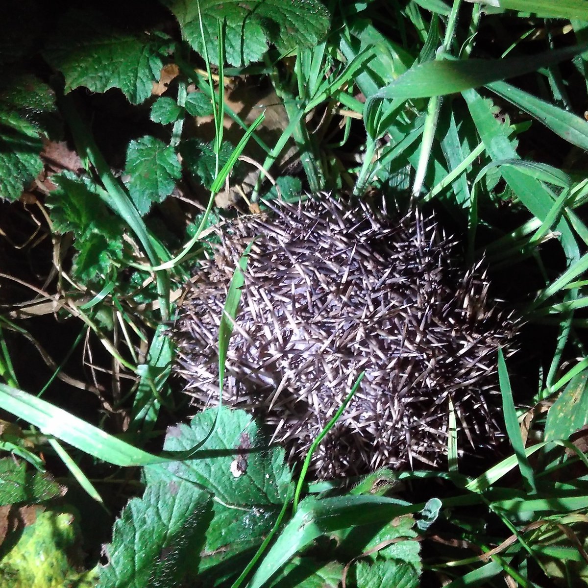 HelenMandley's tweet photo. Found my first hedgehog in our garden last night. Benji sniffed it out! @keith_langdon https://t.co/dMYx28Y9jZ