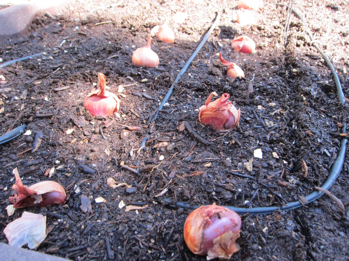 It’s fall, which means it’s the perfect time to plant shallots, onions, and garlic! gardenerd.com/blog/planting-… #gardeningtips