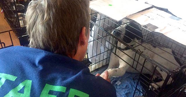 MayorsAlliance's tweet photo. #Hamptons Animal Shelters Extend Their Paws To Displaced Four-Footed Friends #WheelsofHope #IrmaPets #HarveyPets https://t.co/M2gTt9wKKx https://t.co/4WA84gAcRM